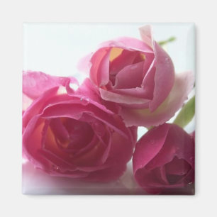 Rosa Rosen Magnet