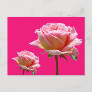 Rosa Rosen Nahe bis Kruste. BG Color DIY Postcard Postkarte