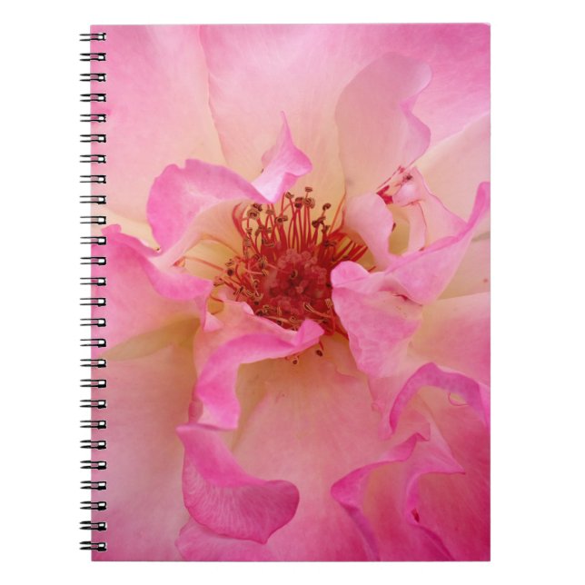 Rosa Rosen-Notizbuch Notizblock (Vorderseite)