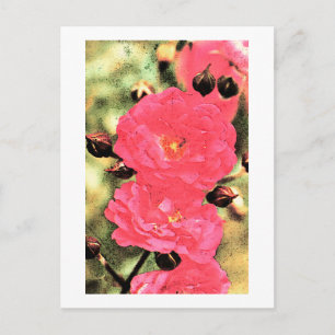 Rosa Rosen Postkarte