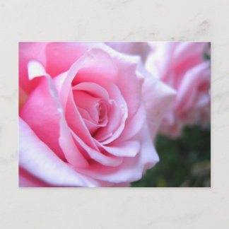 Rosa Rosen Postkarte
