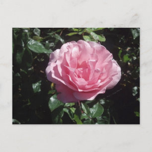 Rosa Rosen-Postkarte Postkarte