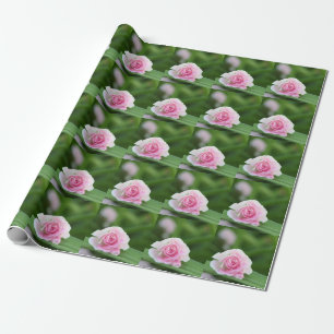 Rosa Rosen-Verpackungs-Papier Geschenkpapier