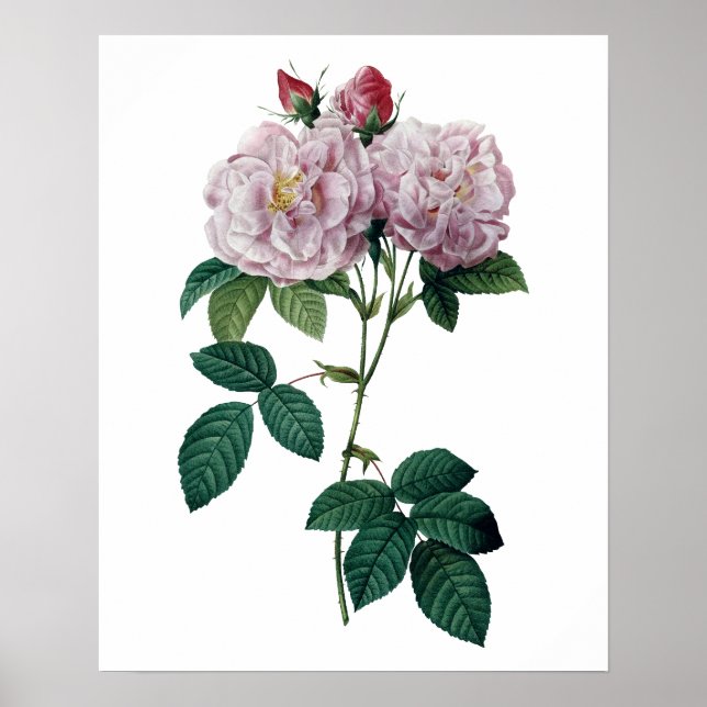 Rosa Rosen von Redoute Premium-Qualität Druck Poster (Vorne)