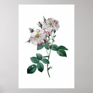 Rosa Rosen von Redoute Premium-Qualität Druck Poster