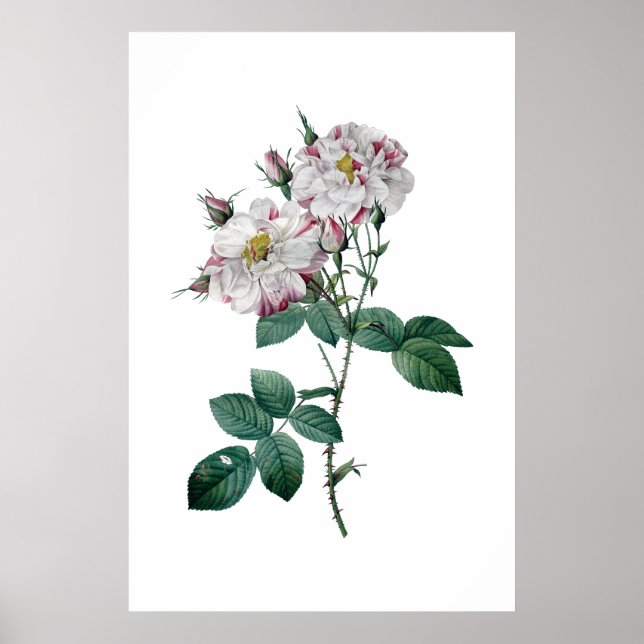 Rosa Rosen von Redoute Premium-Qualität Druck Poster (Vorne)