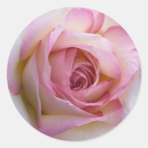 Rosa Rosenaufkleber Runder Aufkleber