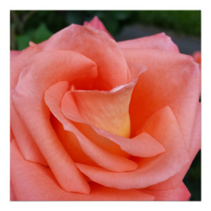 Rosa Rosenblätter Poster