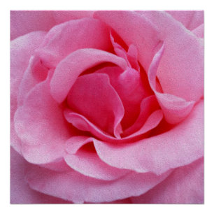 Rosa Rosenblätter Poster