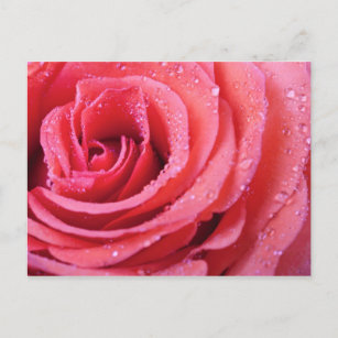 Rosa Rosenblättern mit Wassertropfen. Makroaufnahm Postkarte