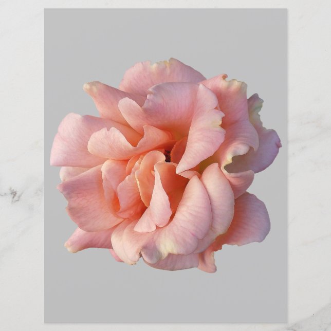 Rosa Rosenblüte (Vorderseite)