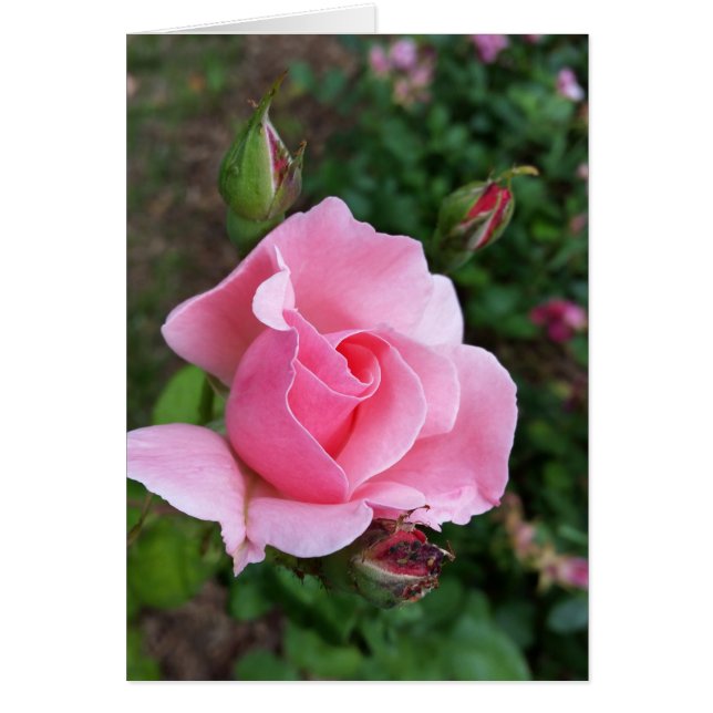 Rosa Rosenblüte (Vorne)