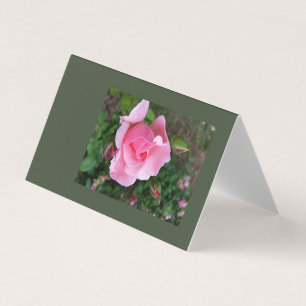 Rosa Rosenblüte