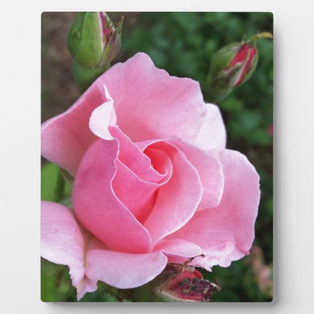 Rosa Rosenblüte Fotoplatte (Vorderseite)