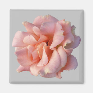 Rosa Rosenblüte Magnet