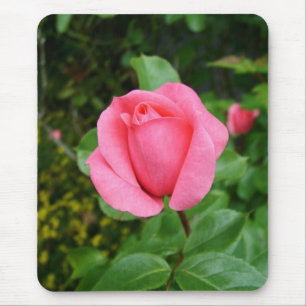 rosa Rosenblüte Mousepad