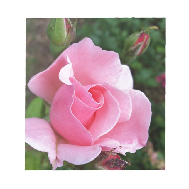 Rosa Rosenblüte Notizblock (Vorderseite)