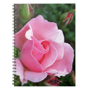 Rosa Rosenblüte Notizblock