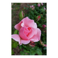 Rosa Rosenblüte
