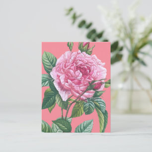 Rosa Rosenblüten mit grünen Blättern Postkarte