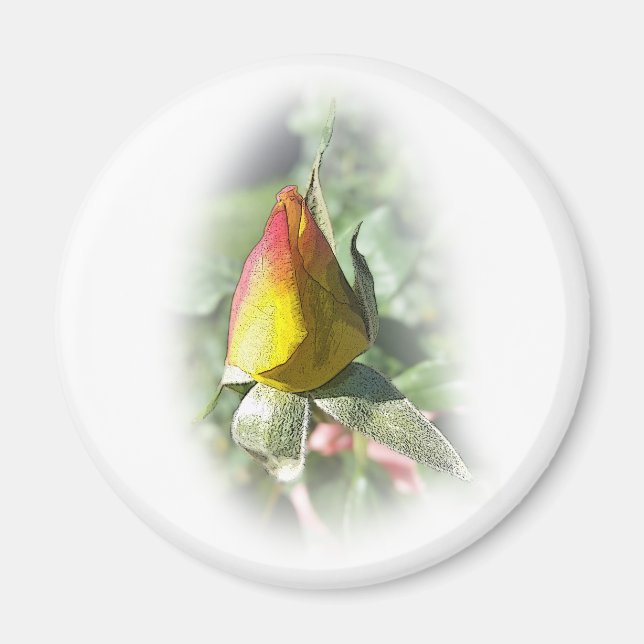 Rosa Rosenbude Magnet (Vorne)