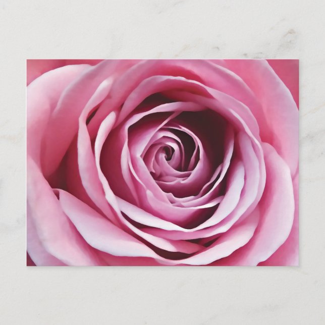 Rosa Rosendetails, Frühlingsromantik Blume Postkarte (Vorderseite)