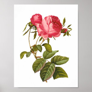 rosa Rosendruckgrafik Vintag Poster