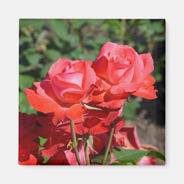 Rosa Rosendruckmagnet Magnet (Vorne)