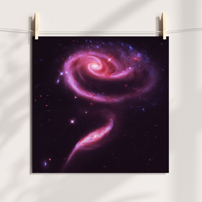 Rosa Rosengalaxien Poster (Pink Rose Galaxies Poster)