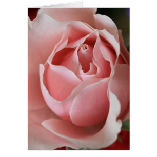 Rosa Rosenknospe