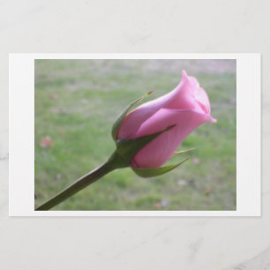 Rosa Rosenknospe
