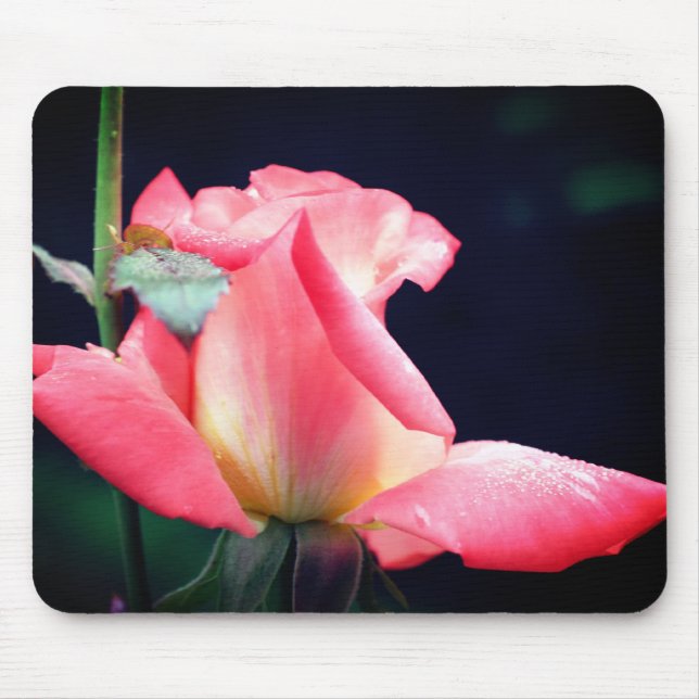 Rosa Rosenknospe Delight Blume Mousepad (Vorne)