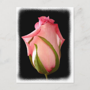 Rosa Rosenknospe mit Extravagantem Rand Postkarte