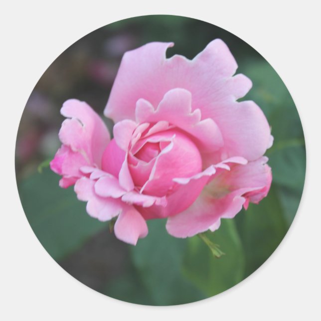 Rosa Rosenknospe Runder Aufkleber (Vorderseite)