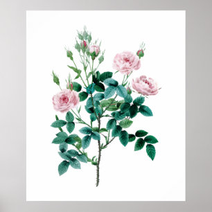 Rosa Rosenplakat Poster