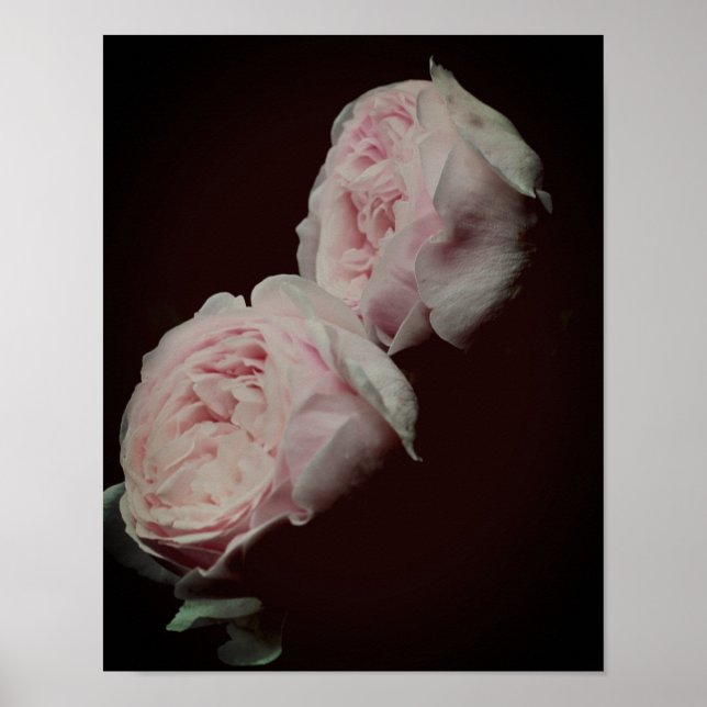Rosa Roses Pair Poster (Vorne)