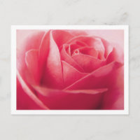Rosa Rote Rose Blank Gruß Postkarte
