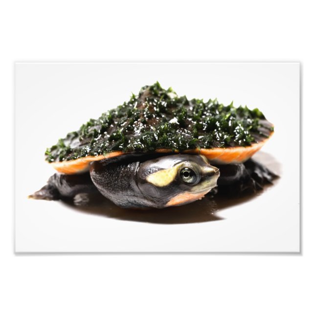 Rosa Rotzunge Sideneck Turtle Fotodruck (Vorne)