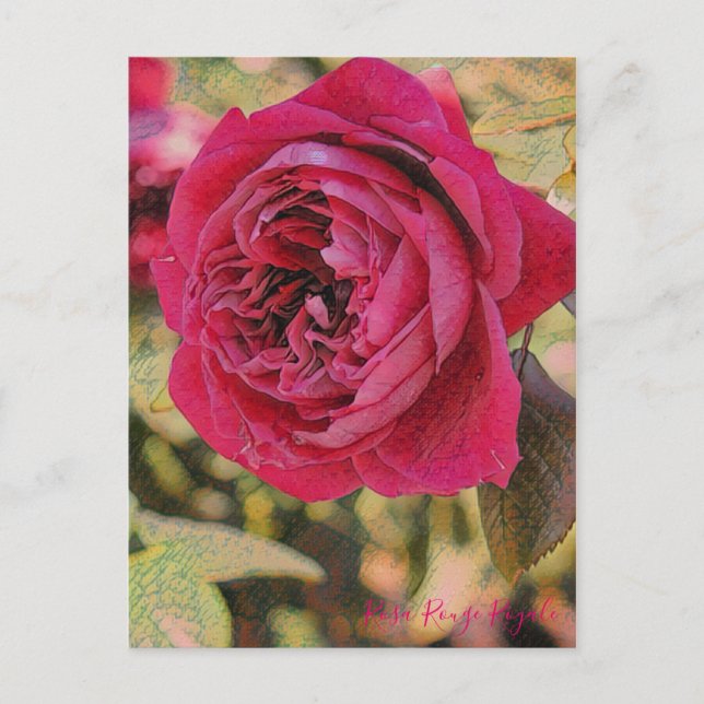 Rosa Rouge Royale [Postcard] Postkarte (Vorderseite)