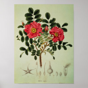 Rosa rugosa, aus "Flora Japonica" Poster
