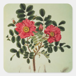 Rosa rugosa, aus "Flora Japonica" Quadratischer Aufkleber