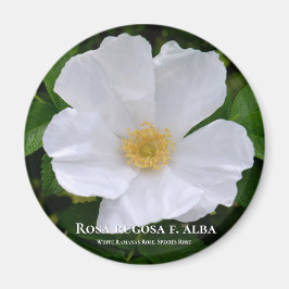 Rosa rugosa magnet