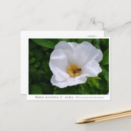 Rosa rugosa postkarte