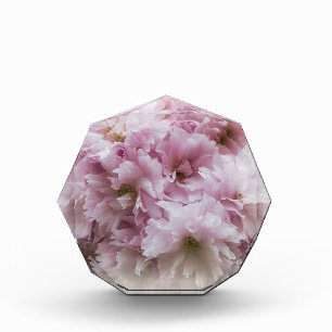 Rosa Rüschen Fotoblock