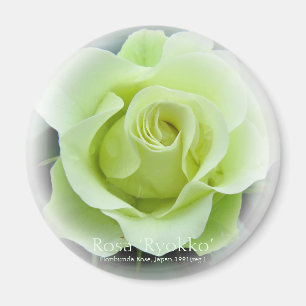 Rosa Ryokko Magnet