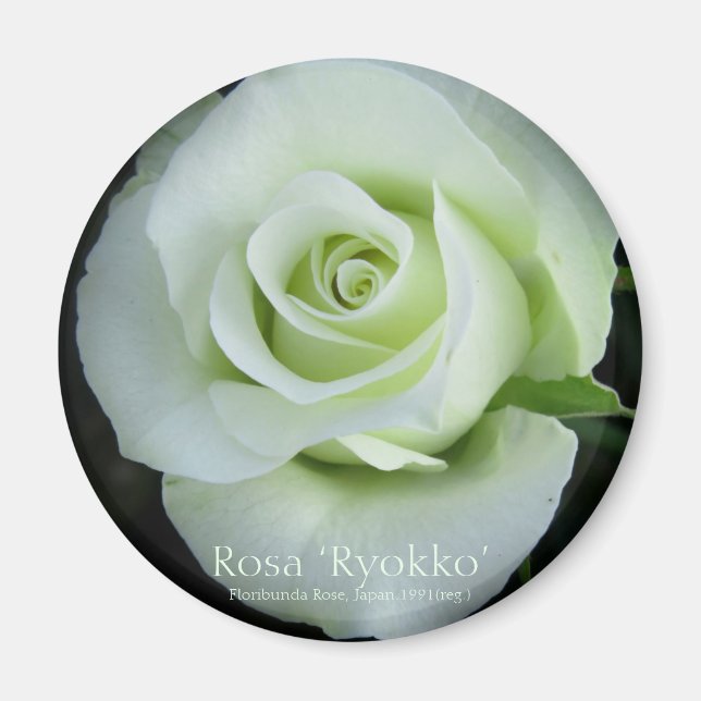 Rosa‘Ryokko’：Round Magnet (Vorne)