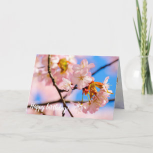 Rosa Sakura-Blume an einem warmen Tag der Springze Karte