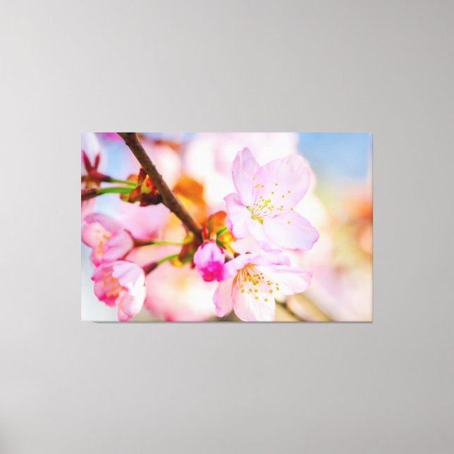 Rosa Sakura-Blume. Der Triumph des Lebens im Frühl Leinwanddruck (Vorderseite)