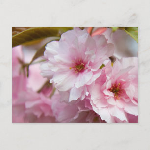 Rosa Sakura-Blume Postkarte