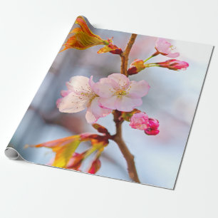 Rosa Sakura vor grauem Hintergrund Geschenkpapier